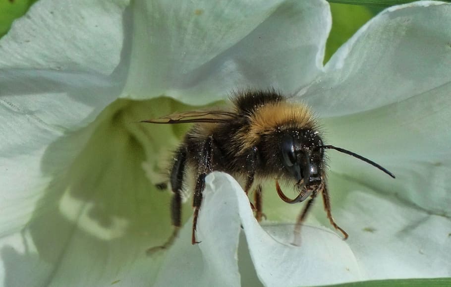 bee, insect, pollen, summer, pollinate, flying, flower, honey HD wallpaper