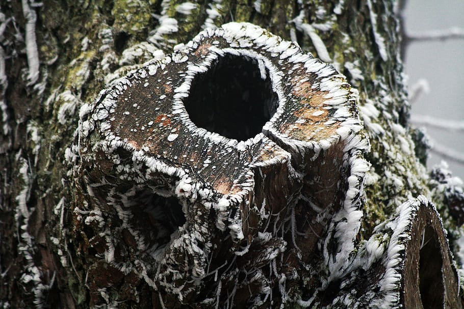 bark, winter, frozen, icing, whites, frost, cold, tree, knot HD wallpaper