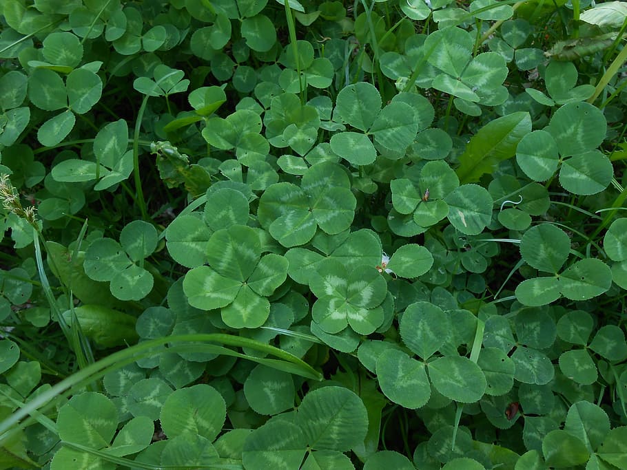 klee, lucky clover, green, auspicious symbols, shamrocks, plant