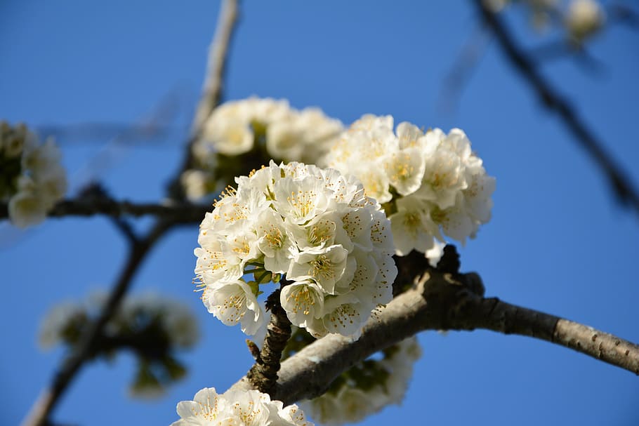 cherry, flower, sprig, spring, nature, spring flowers, garden HD wallpaper