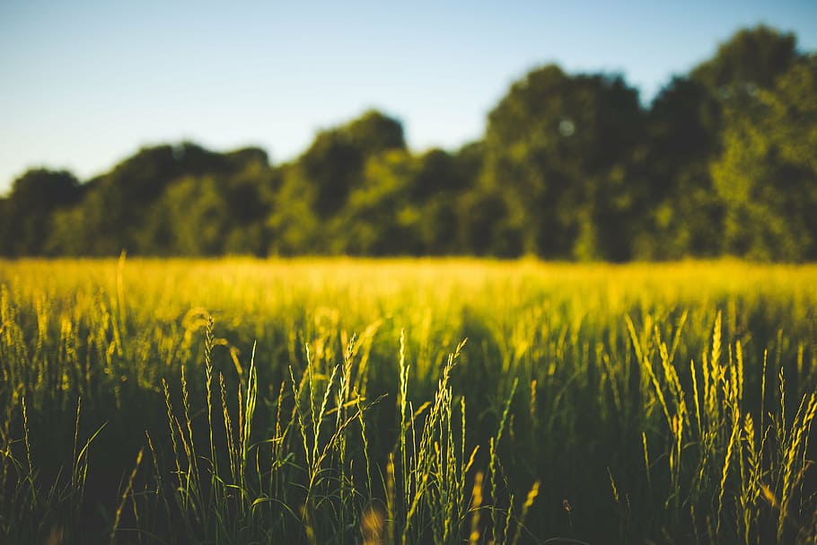 green grass field in selective focus photography, macro, nature HD wallpaper