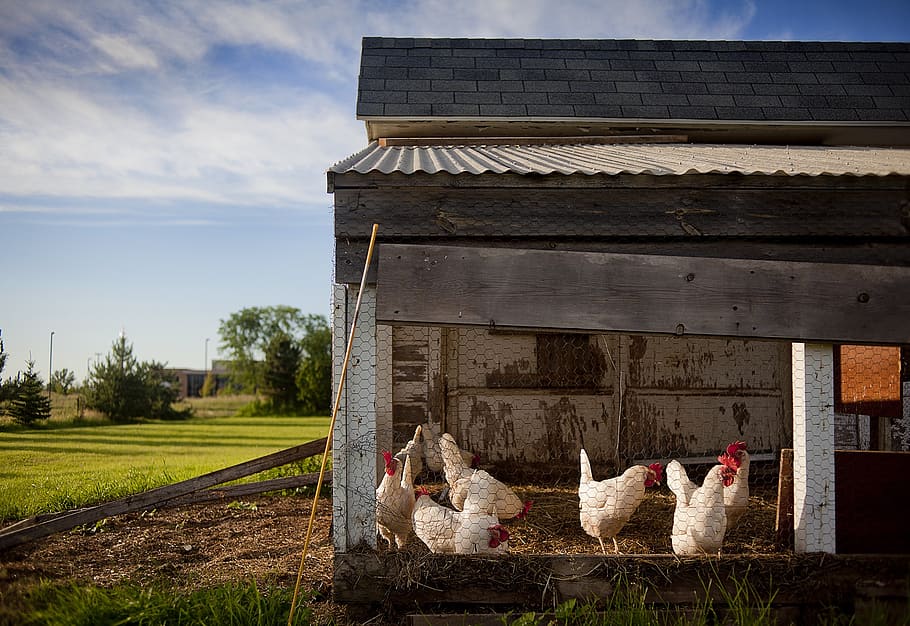 white chicken lot, chicken coop, farm, chickens, poultry, hen, HD wallpaper
