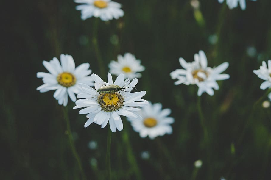 Insect On White Daisy Flower, bloom, blossom, bug, chamomile HD wallpaper
