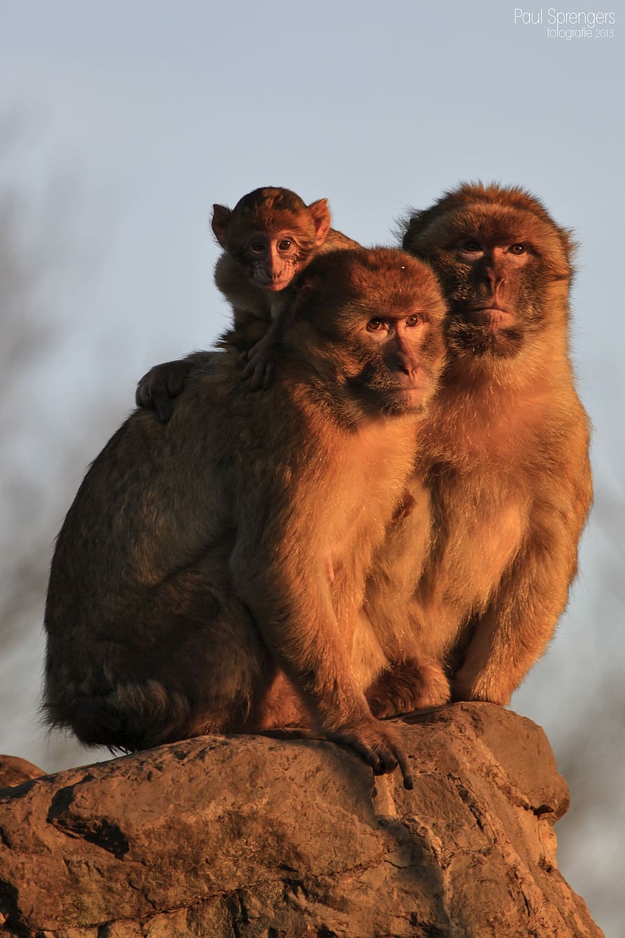Berber, Monkey, Monkeys, Animals, berber monkey, animal wildlife HD wallpaper