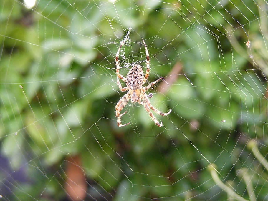 spider, web, autumn, spiderweb, spider web, fragility, arachnid HD wallpaper