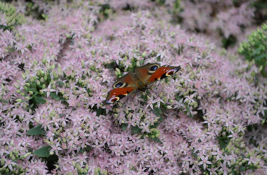 butterfly, insect, pink flowers, forage, nature, garden, wings, HD wallpaper