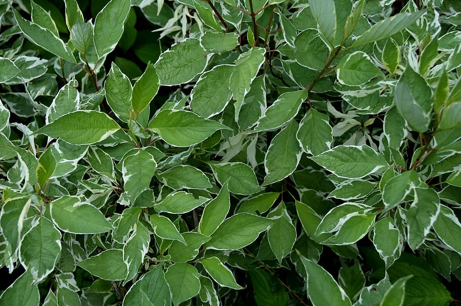 texture, leaves, light, sun, green, closed, extremely, plant HD wallpaper