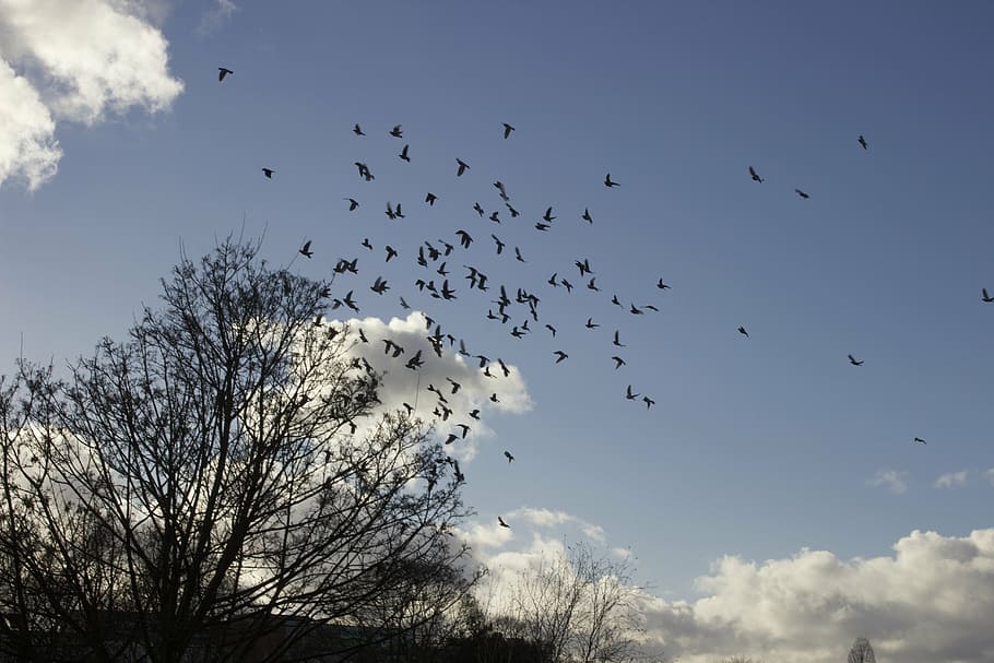 birds, flight, tree, nature, cloudscape, birds in flight, flying HD wallpaper