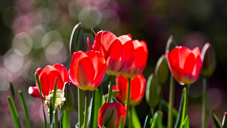 red tulip flowers in bokeh photography, tulips, spring, nature HD wallpaper