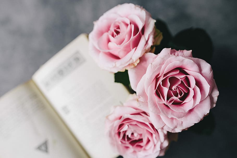 Lovely roseses, book and coffee, interior, resting, relax, essentials HD wallpaper
