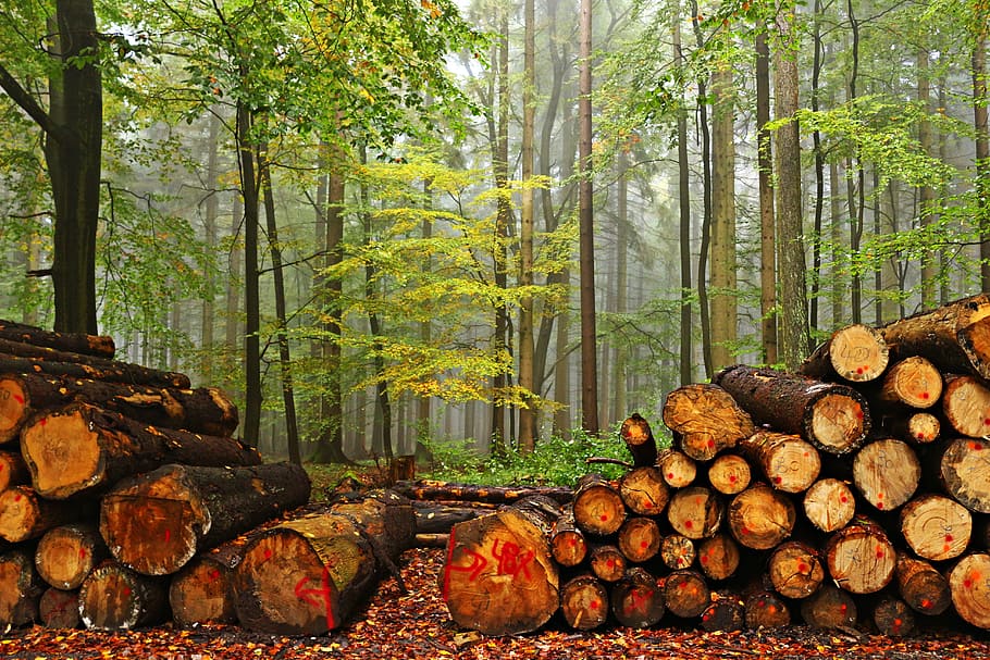 Forest, Wood, Tree Trunks, Fog, autumn felling, holzstapel, HD wallpaper