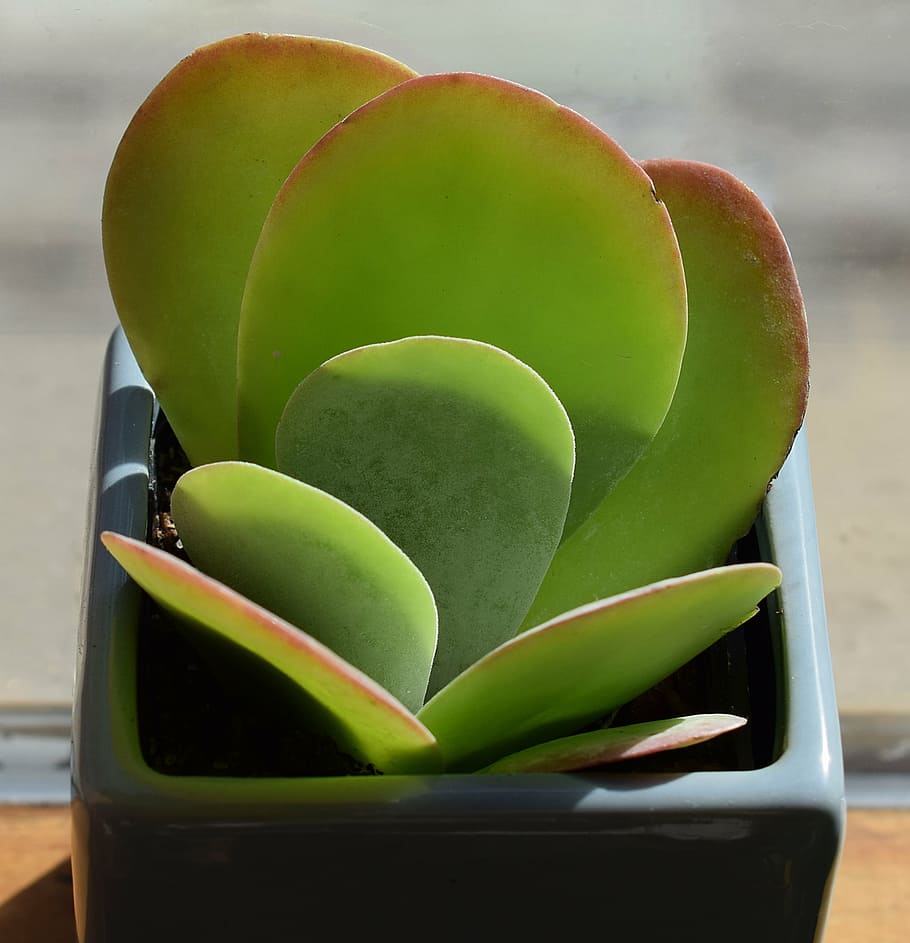 green leaf potted plant on brown surface during daytime, succulent in blue pot, HD wallpaper