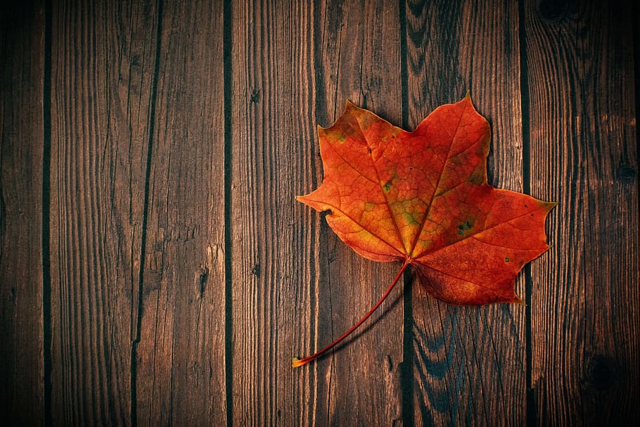 HD wallpaper: wood, dark, pattern, leaf, autumn leaf, board, colors, fall  leaves | Wallpaper Flare