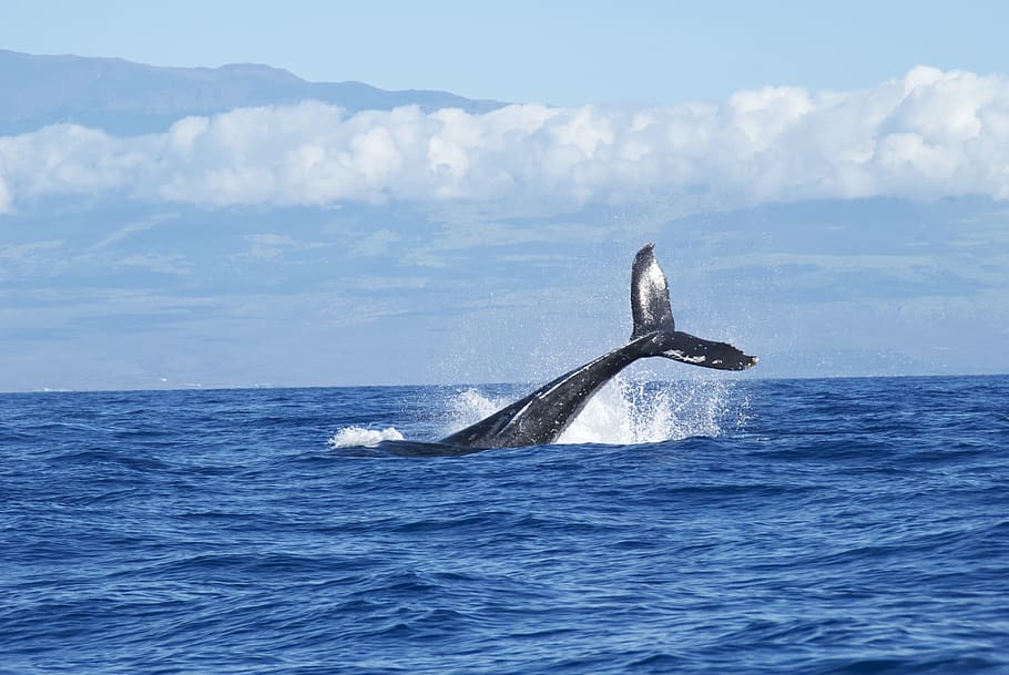 black fish dove into ocean at daytime, whale swimming in the middle of the sea HD wallpaper