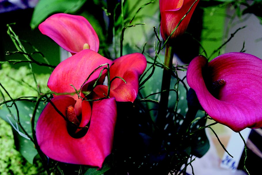 blossom, bloom, red, flower, close, plant, nature, potted plant HD wallpaper