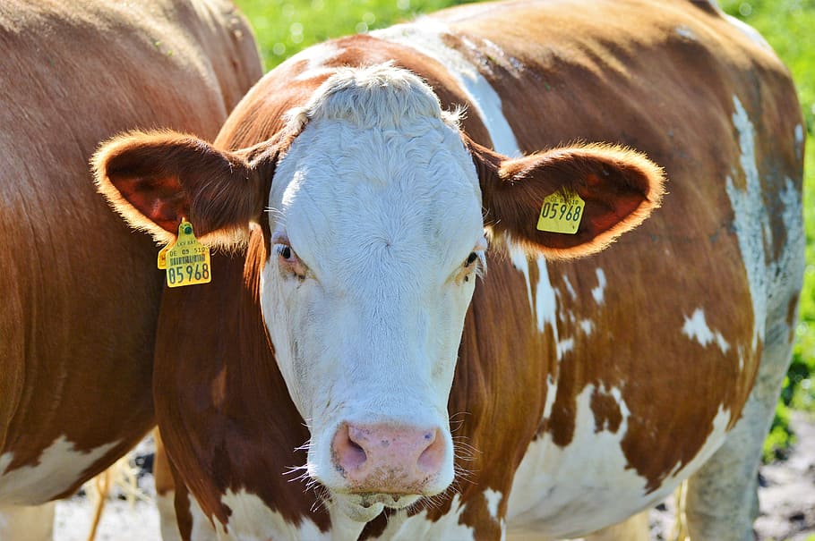 cow, beef, ruminant, cattle, livestock, paarhufer, pasture HD wallpaper
