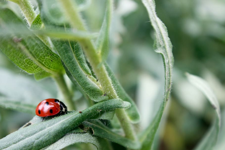 ladybug, polka dots, grass, nature, macro, beetle, insect, animal HD wallpaper