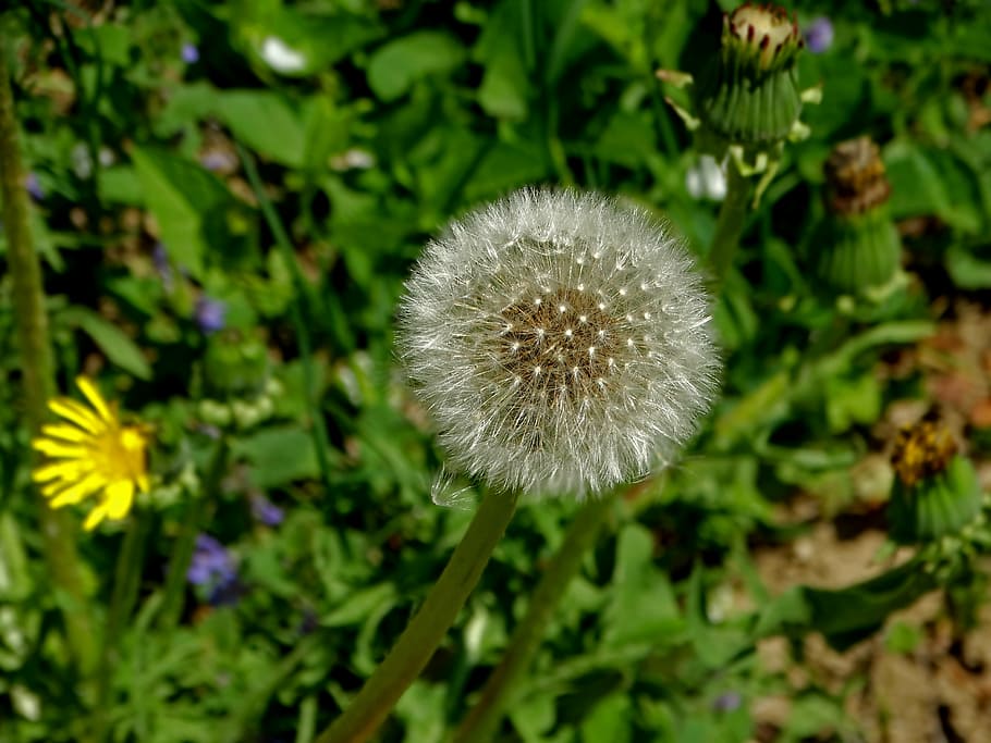 dandelion, flower, spring, fluffy, nature, plant, seed, summer HD wallpaper