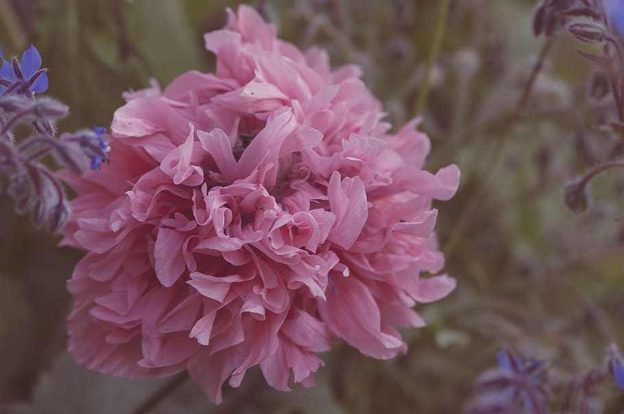 1920x1080px | free download | HD wallpaper: pink carnation flower