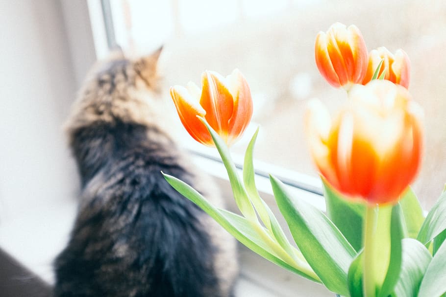 Cat and flowers, animals, nature, pets, domestic Cat, indoors HD wallpaper
