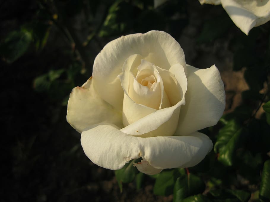flowers, roses, white rose, ornamental plants, nature, petal HD wallpaper