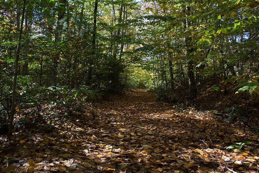 fall leaves, path, forest, trail, woods, autumn, foliage, enchanted HD wallpaper