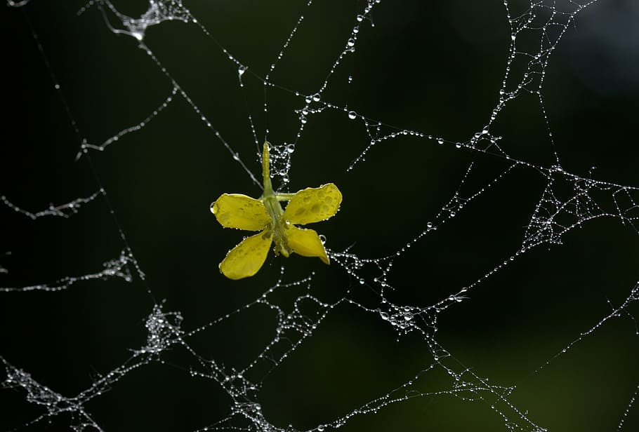 spider web, petals, yellow, dew, drops, flower, garden, fragility HD wallpaper