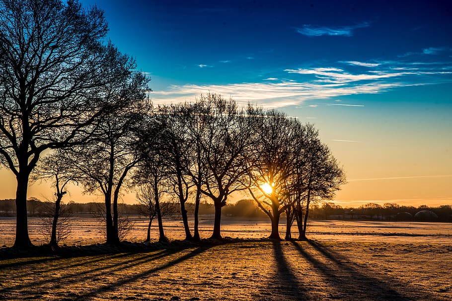 silhouette photo of trees on field during golden hour, nature HD wallpaper