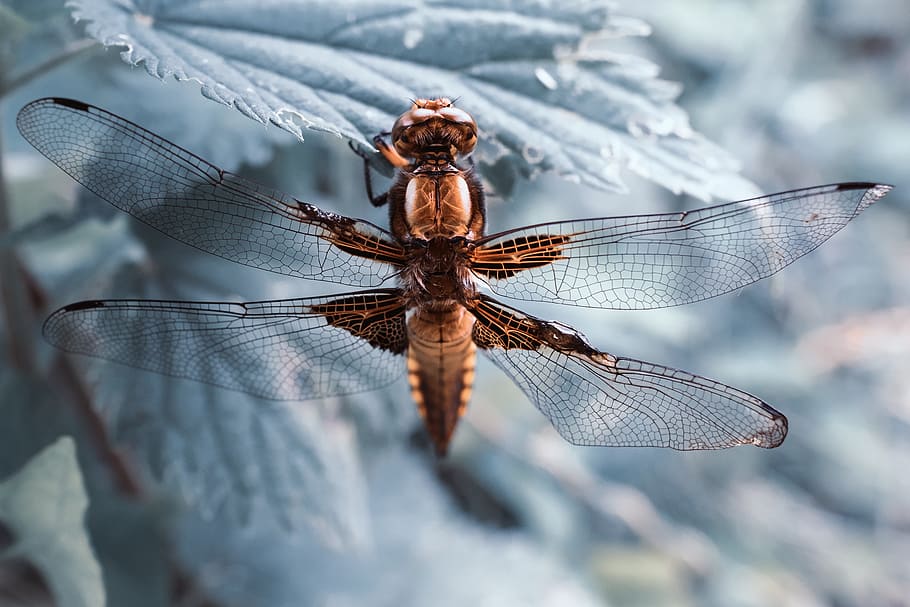 Macro shot of a dragonfly insect resting on a leaf, nature, animal