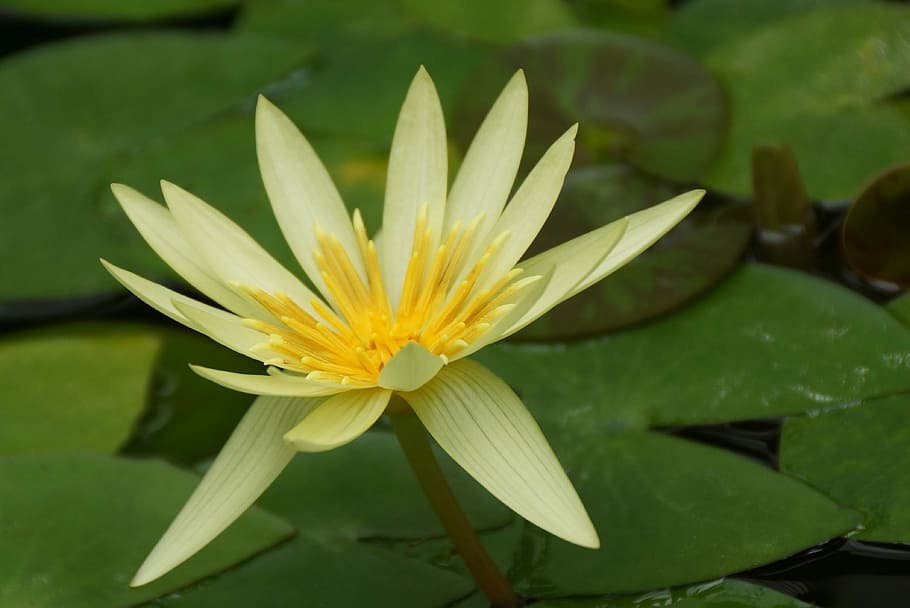 flower, nature, leaf, pool, flora, lotus, lily, floral, flowering plant HD wallpaper