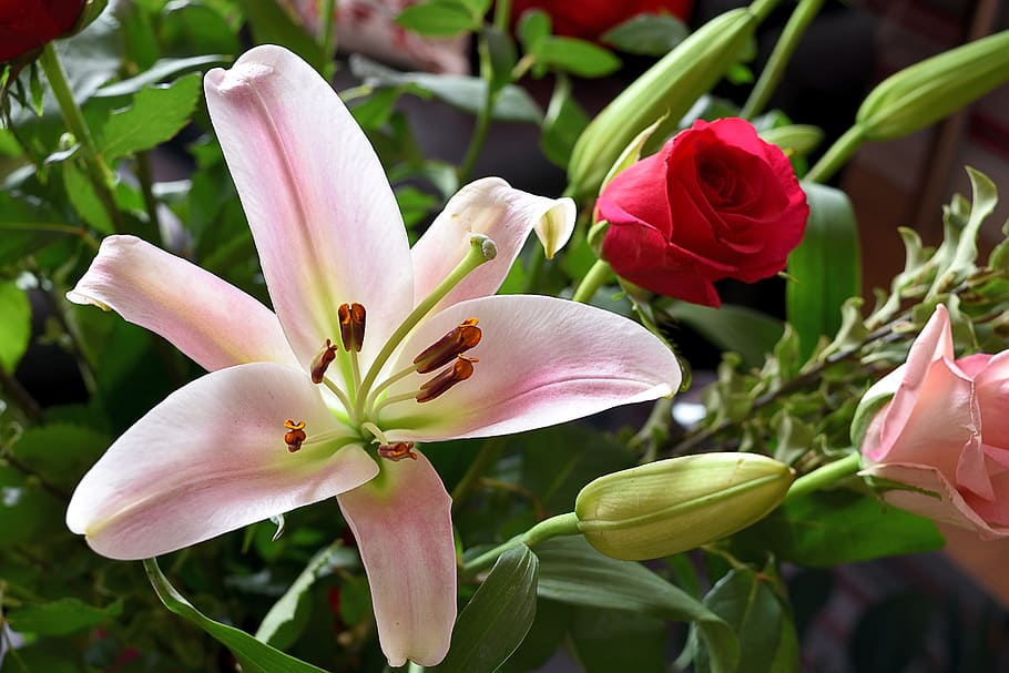 lily, rose, flowers, flowering plant, beauty in nature, petal HD wallpaper