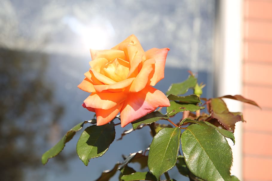 rose, shine, flower, shiny, light, color, bright, leaf, colorful HD wallpaper