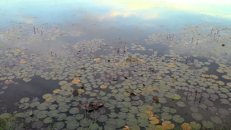 pond, lotus, water, leaf, plant part, lake, nature, high angle view HD wallpaper