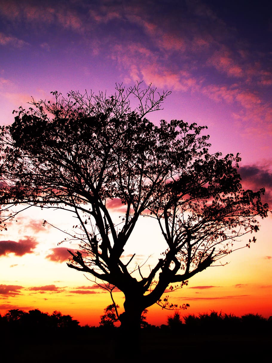 wood, light, dawn, landscape, background, black, branches, clouds HD wallpaper