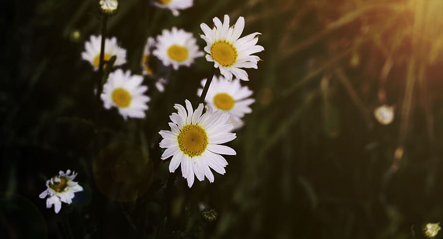 light, flowers, visual composer, nature, daisy, plant, summer HD wallpaper