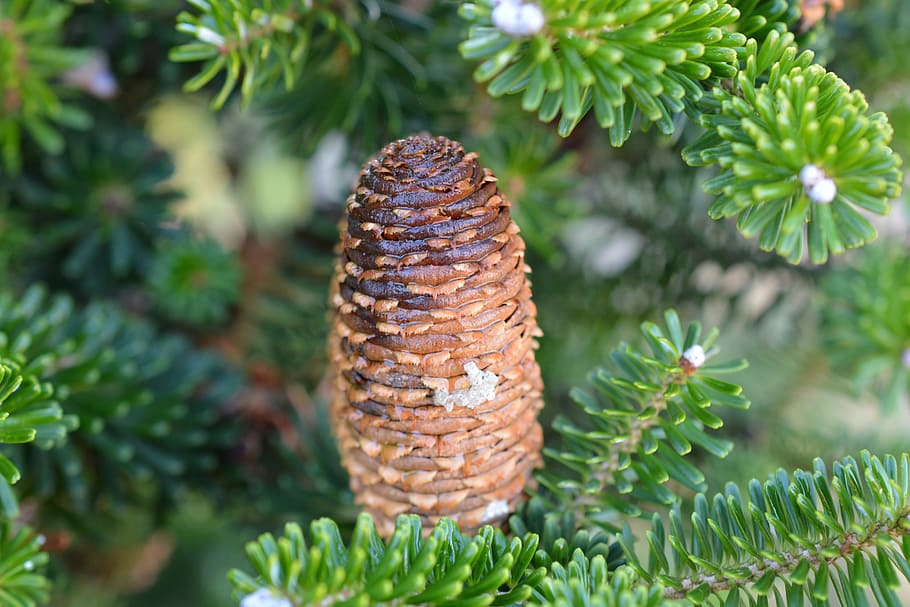 pine cones, tap, conifer, pine needles, needle branch, branches HD wallpaper