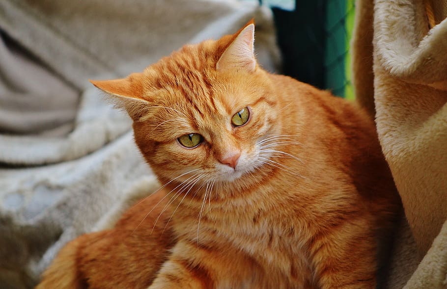 cat, red, cute, mackerel, tiger, sweet, cuddly, animal, domestic cat HD wallpaper