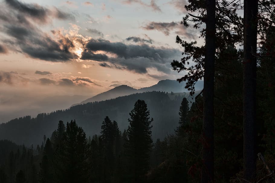 Silhouette of Tall Trees Near Mountain, clouds, cold, conifer HD wallpaper