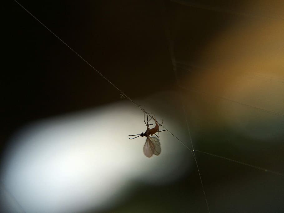Bug, Outdoor, Plant, Insect, Macro, Fly, spring, nature, one animal HD wallpaper