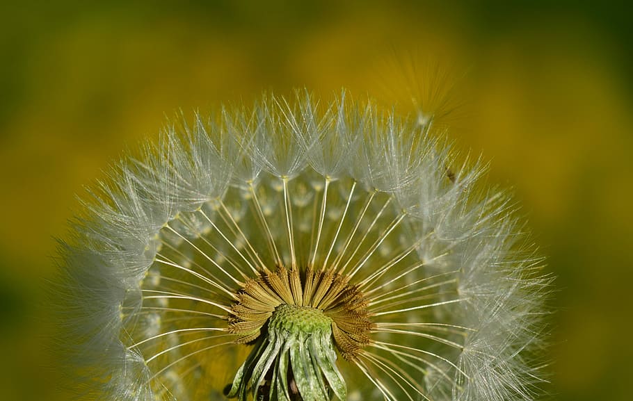 nature, dandelion, summer, plant, close, seeds, tender, filigree, HD wallpaper