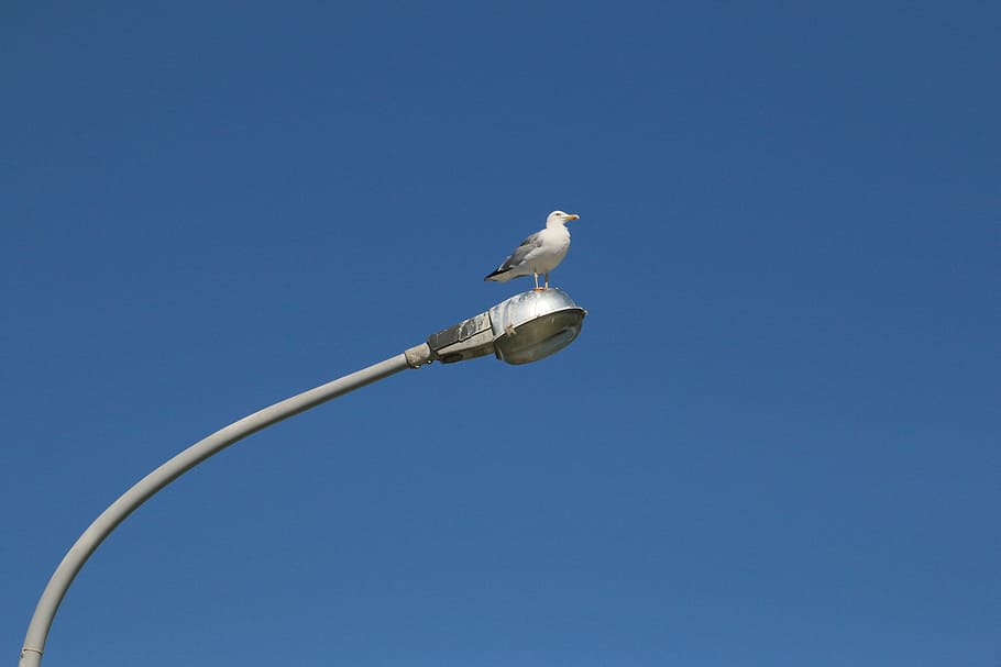 seagull, bird, blue, sky, vertebrate, animal, animals in the wild HD wallpaper