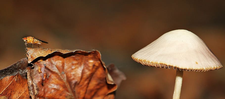 white mushroom near brown dried leaf, leaves, forest, autumn