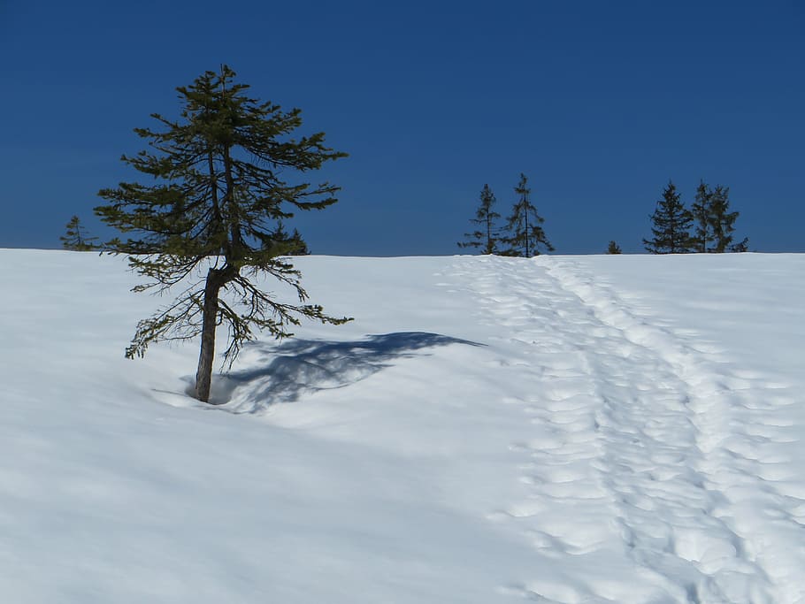 winter, snow, wintry, nature, winter dream, winter forest, snowy HD wallpaper