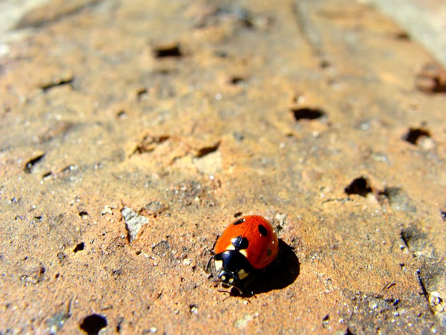 lady bug, beetle, ladybug, insect, nature, ladybird, red, arthropod HD wallpaper