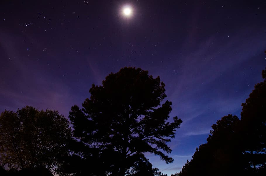 silhouette of tree, trees, forest, moonlight, lunar, nature HD wallpaper