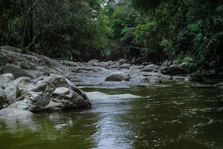Running Stream Surrounded With Green Trees, forest, nature, river HD wallpaper