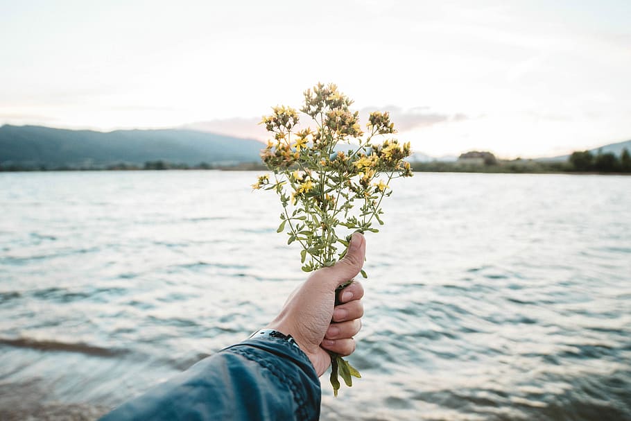 person holding flowers, person holding yellow flowers, river HD wallpaper