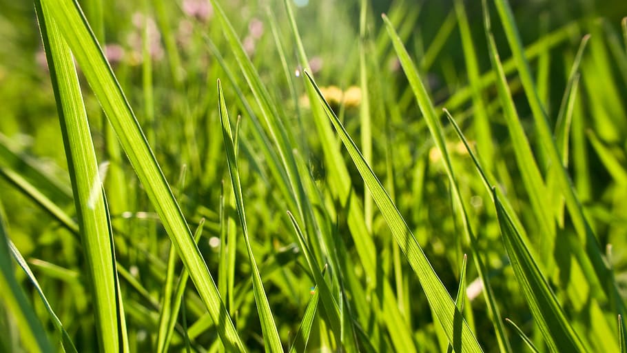 Texture, Grass, Light, Green, Green, Field, meadow, nature HD wallpaper