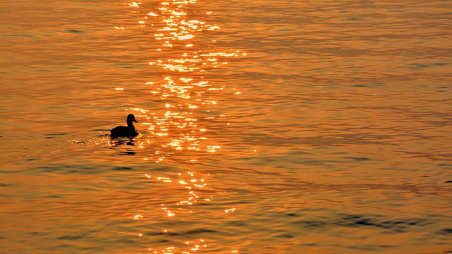 duck, lake, sunset, reflection, bird, water, animal themes HD wallpaper