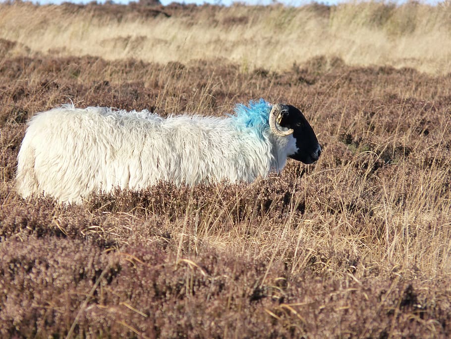 white and black sheep on grass field, ewe, heather, moor, mutton HD wallpaper